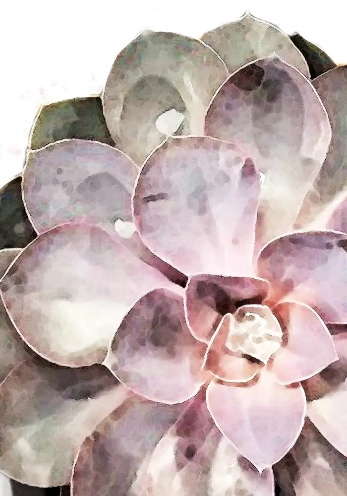 Studio, Pictufy: Succulent Close-up