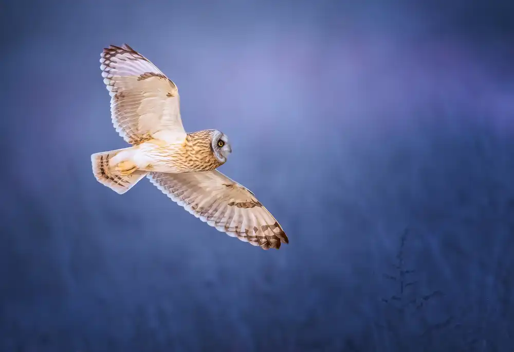 Huang, Tao: Short-eared Owl
