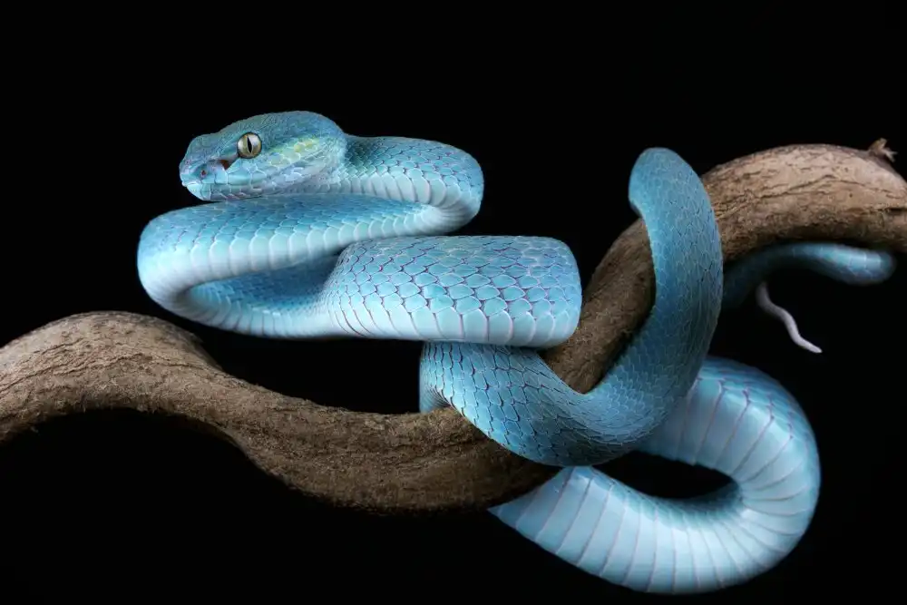 Afsheen, Kurit: Danger Blue