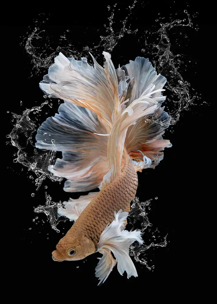Wolbers, Louise: Splash