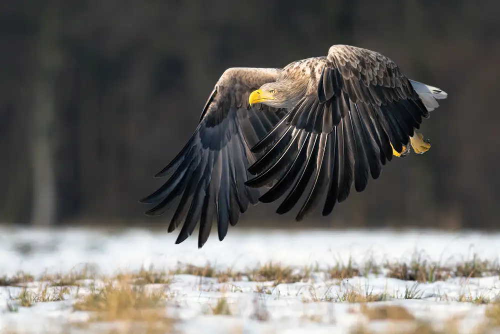 Wrobel, Piotr: Aquila dalla coda bianca