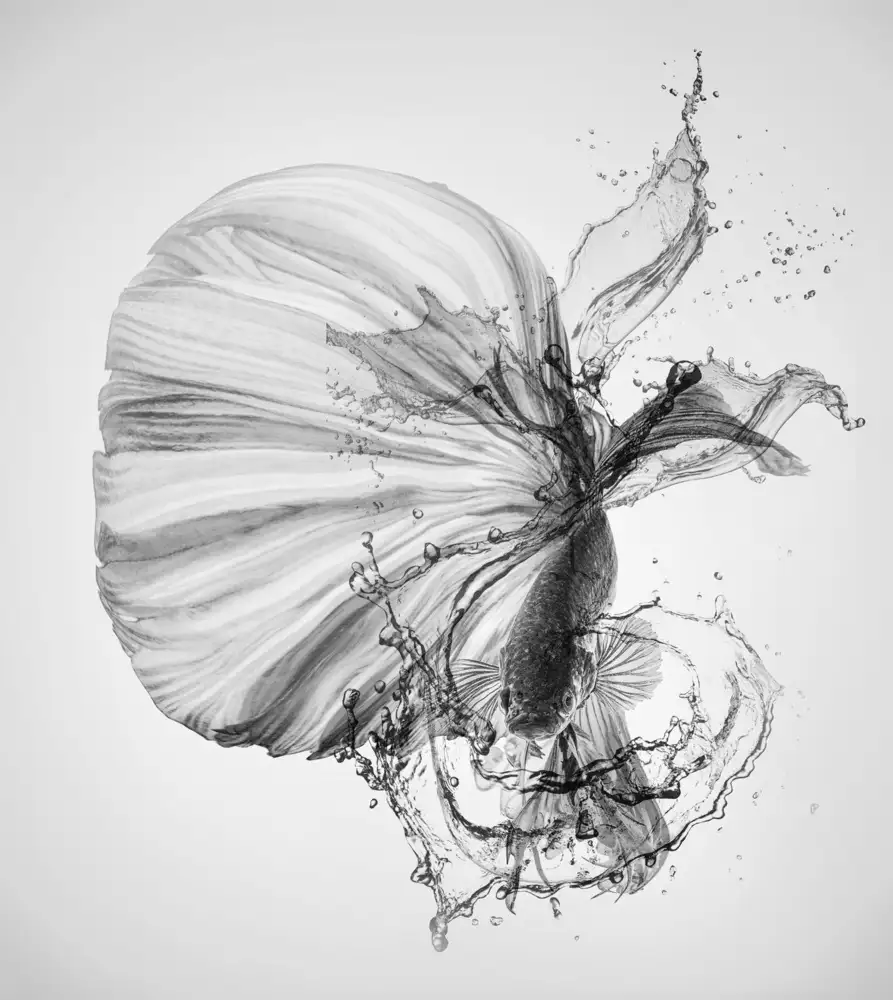 Halil, Andi: Betta Black and White