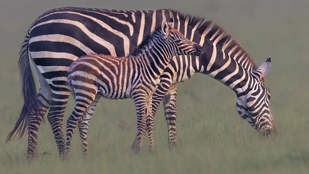 Zuo, Jun: Baby-Zebra
