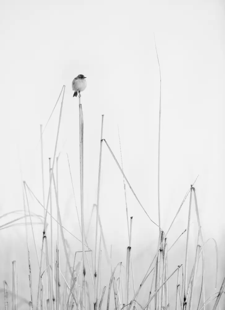 Swapnil: contemplations