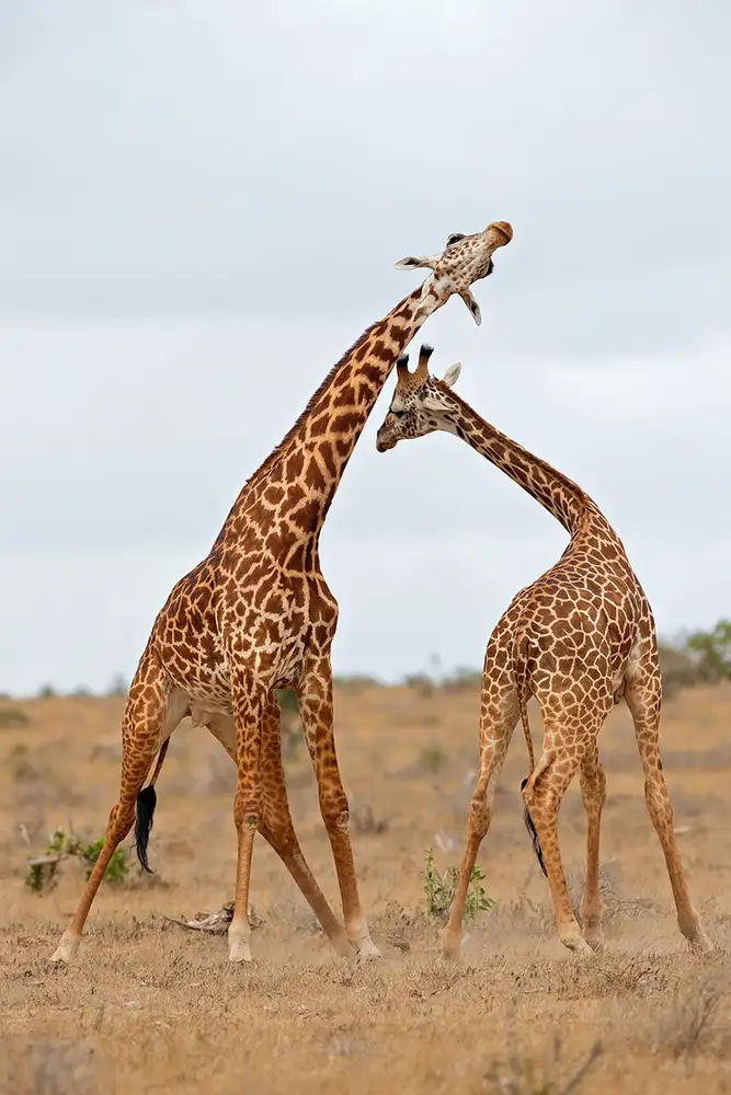 Pozzi, Marco: Necking