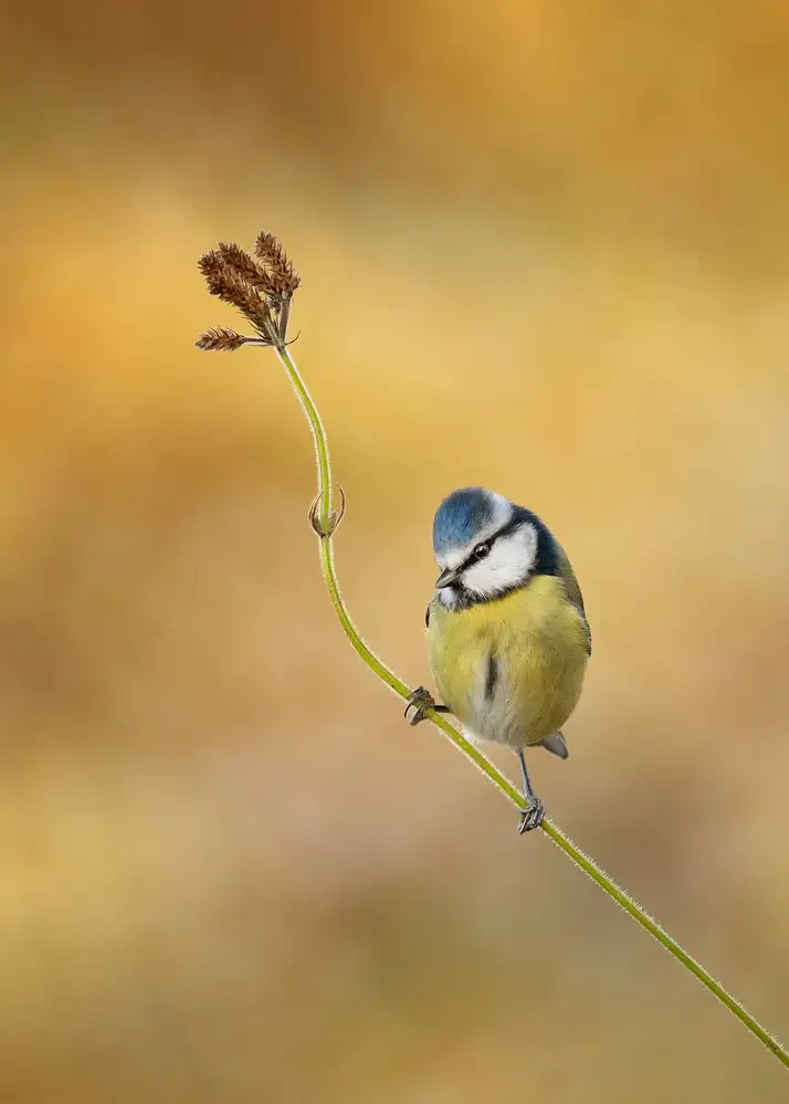 Mahony, O Kieran: Lumière d'hiver Mésange bleue