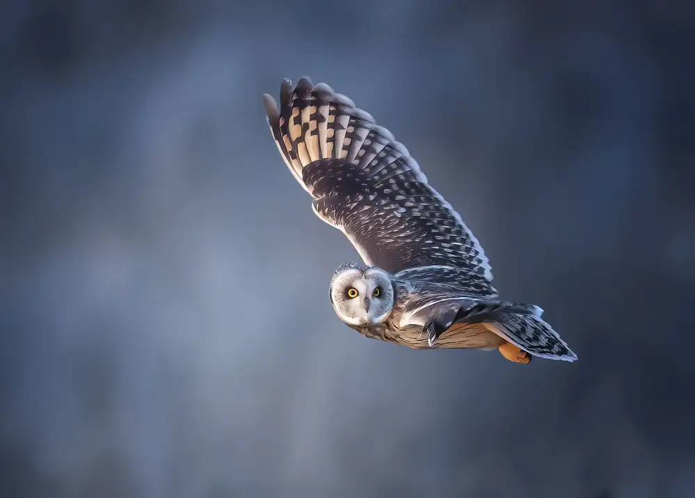 Huang, Tao: Short-eared Owl