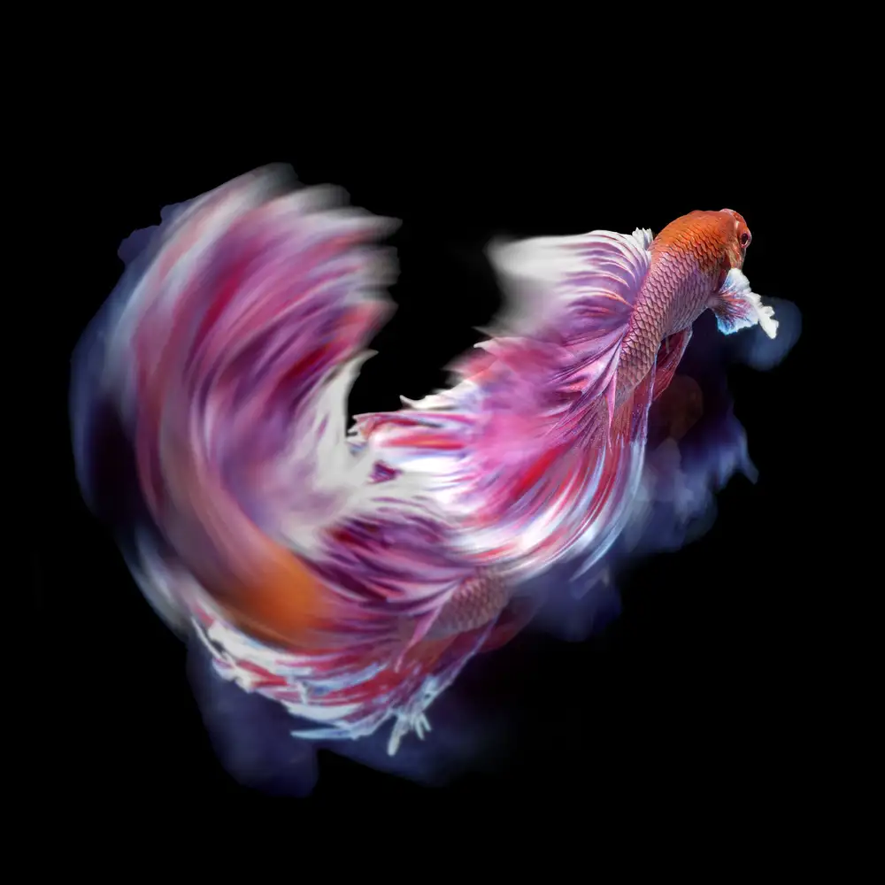 Bunjamin, Antonyus: Movimento di danza dei pesci Betta