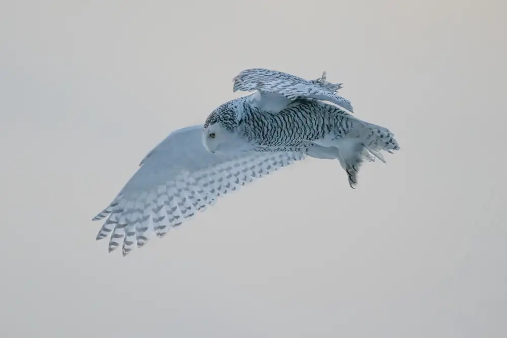 Xu, Leah: En volant
