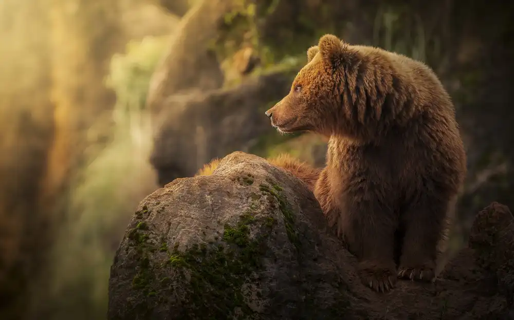Ruiz, Saavedra Sergio: Brown bear during sunset.