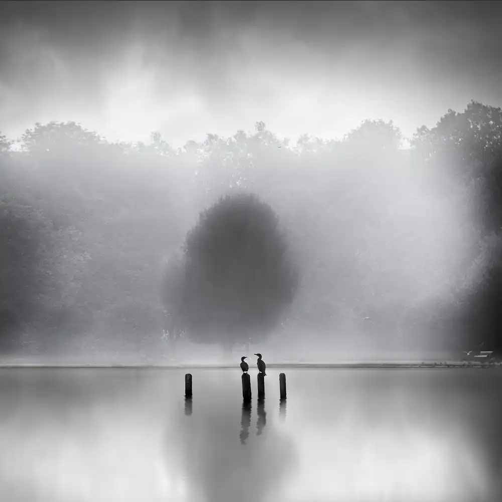 Digalakis, George: Cormorans dans la brume