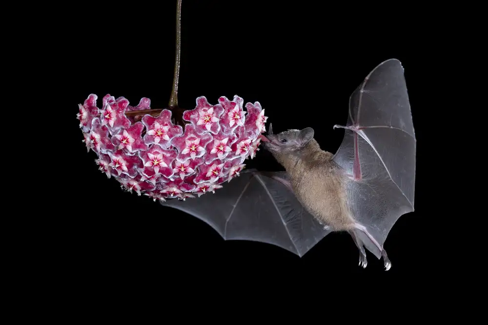 Lester, D Linda: Murciélago comiendo de flor
