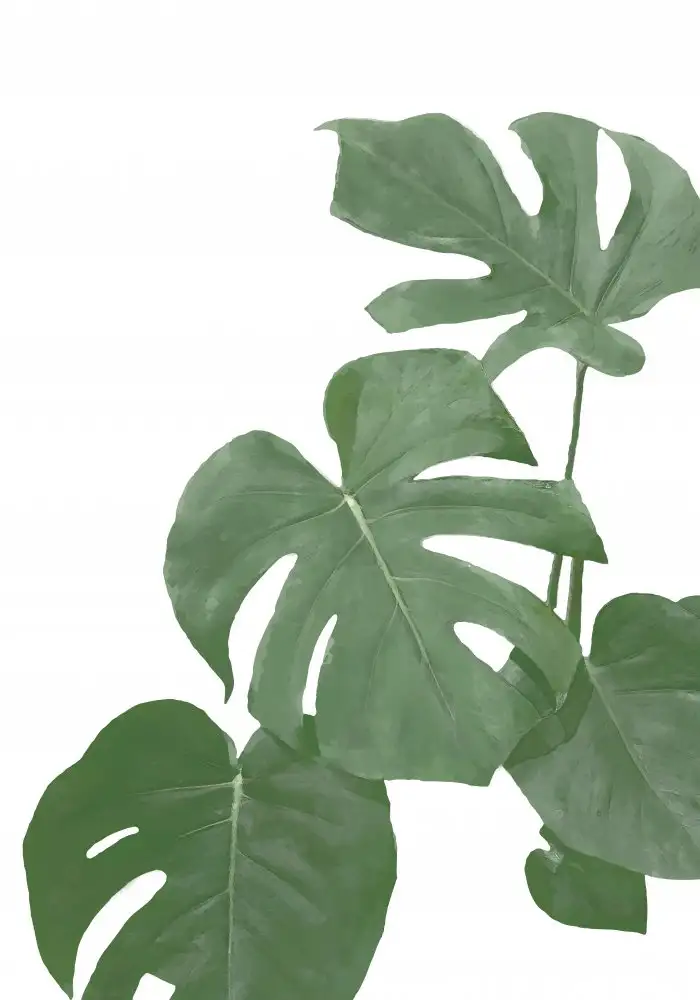 Studio, Pictufy: Monstera Acqua 03