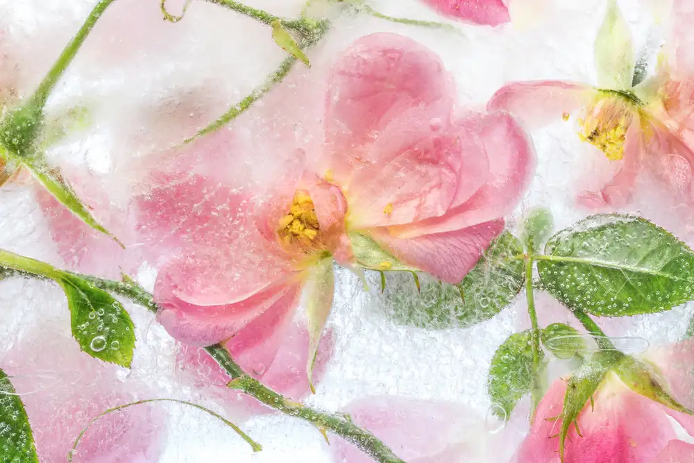Disher, Mandy: Rosa