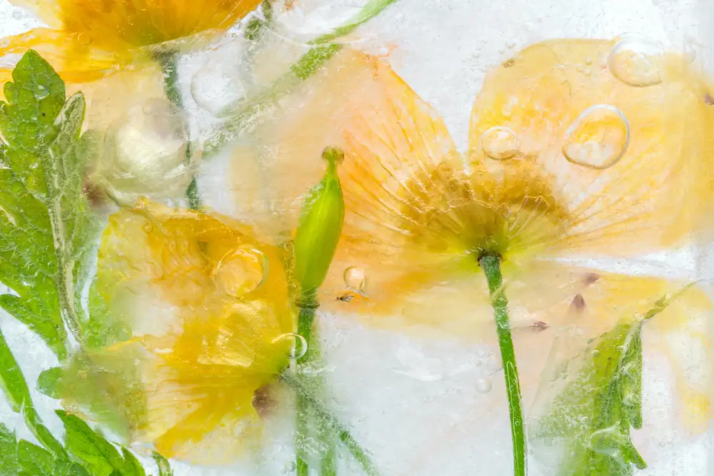 Disher, Mandy: Méconopsis