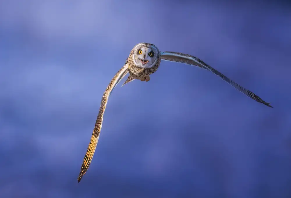 Huang, Tao: Short-eared Owl
