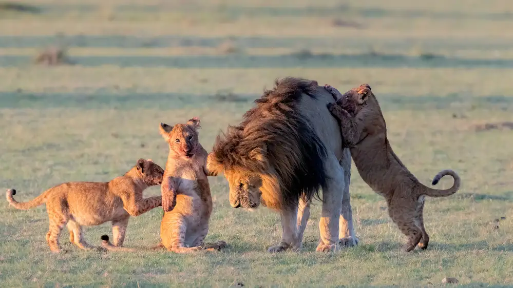 Fischer, Jie: Famille de lions
