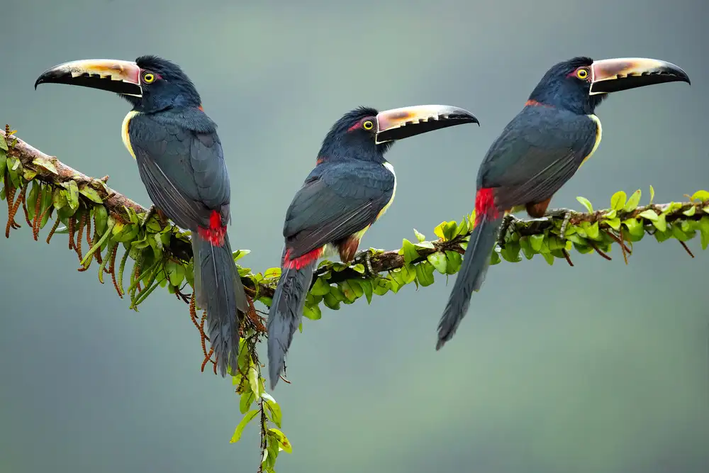 Zygmunt, Milan: Halsband-Aracari