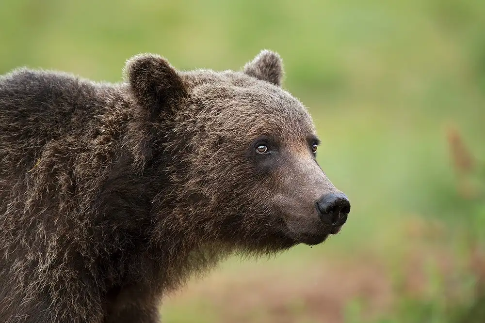 Pozzi, Marco: Paddington
