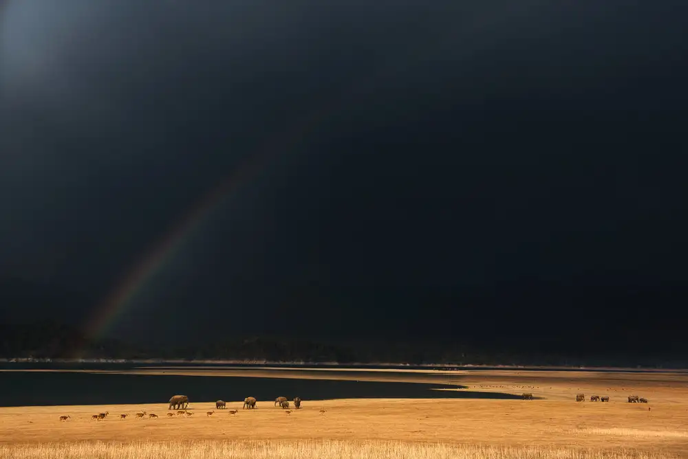 Swapnil: grasslands