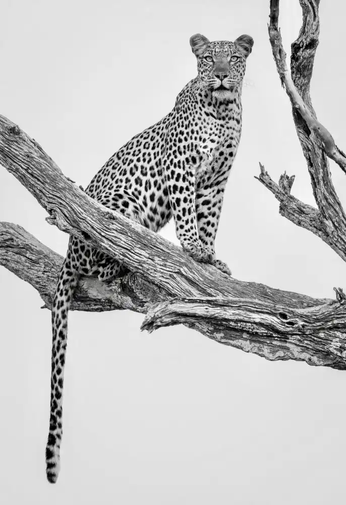 Darby, Rob: Portrét leoparda - Mono Var