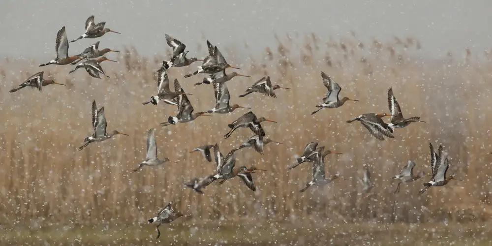 Keizer, Annie: birds in a snowstorm