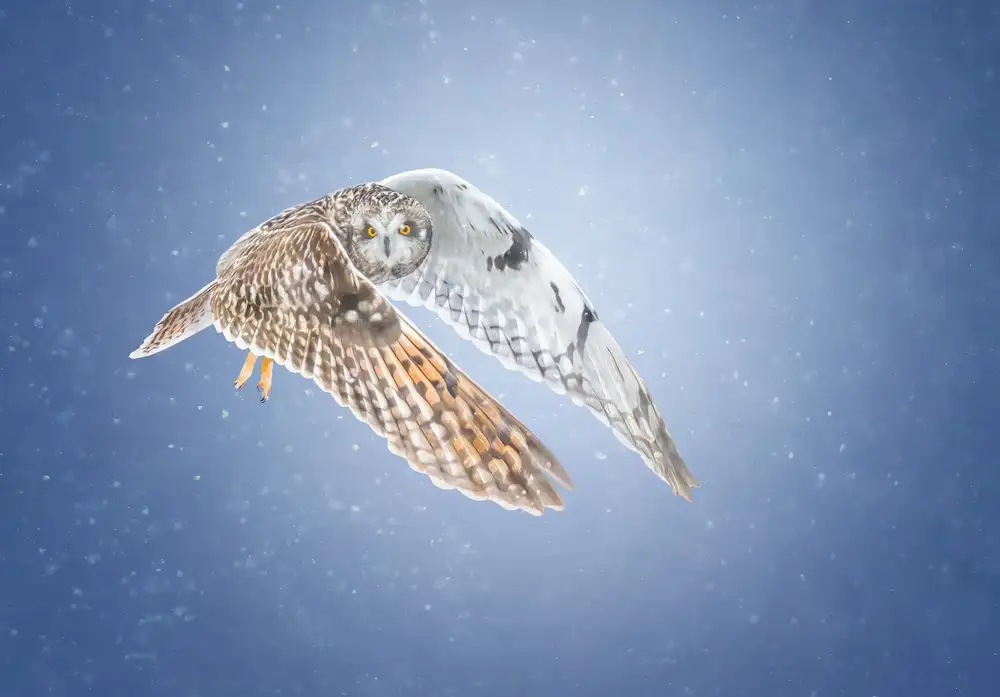 Huang, Tao: Short-eared Owl
