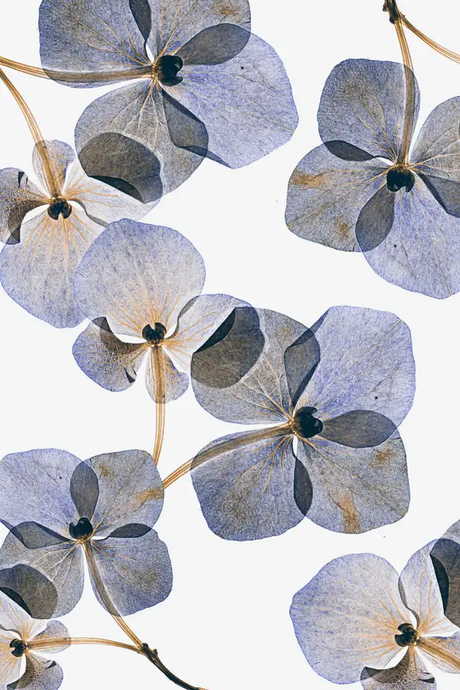 Lenka: Botanical #37