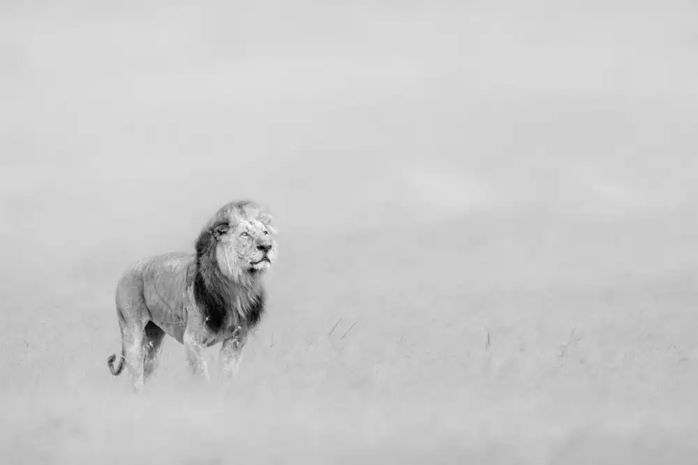 Zuo, Jun: Der König