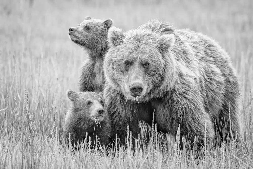 Schneider, Cheryl: Accéder aux dangers