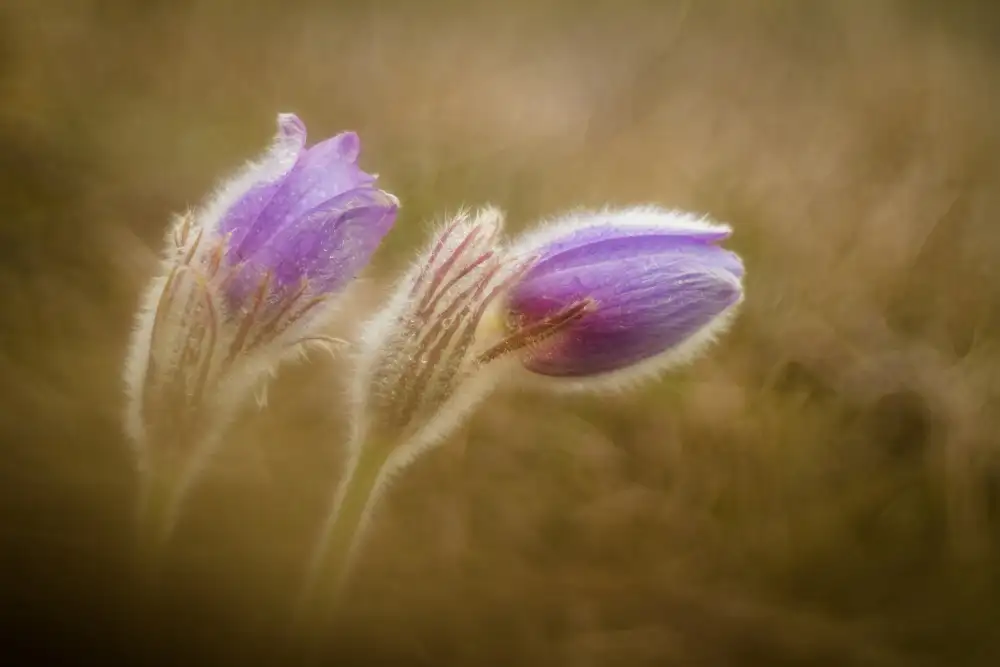 photozo: Pulsatilla pratensis