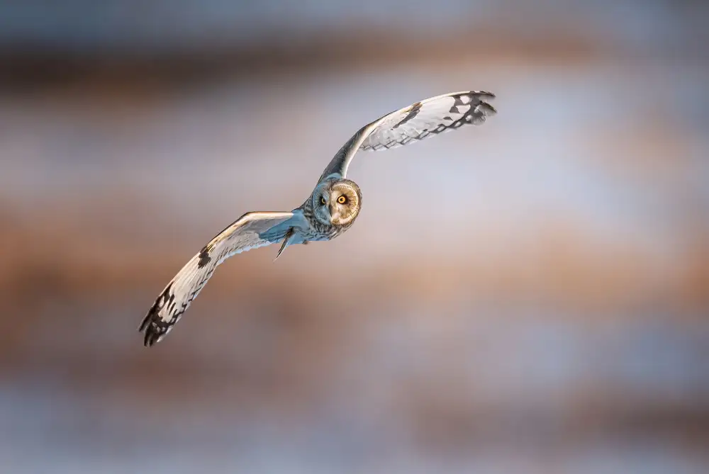 Huang, Tao: Short-eared Owl