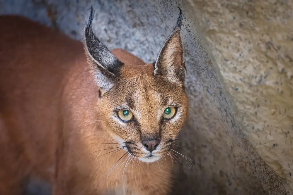 Sink, C. Jeffrey: Caracal portrét