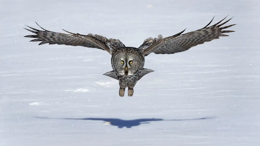 Zuo, Jun: Bartkauz im Flug