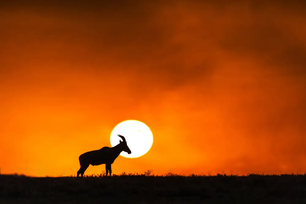 Fischer, Jie: Sonnenuntergang in der Massai Mara