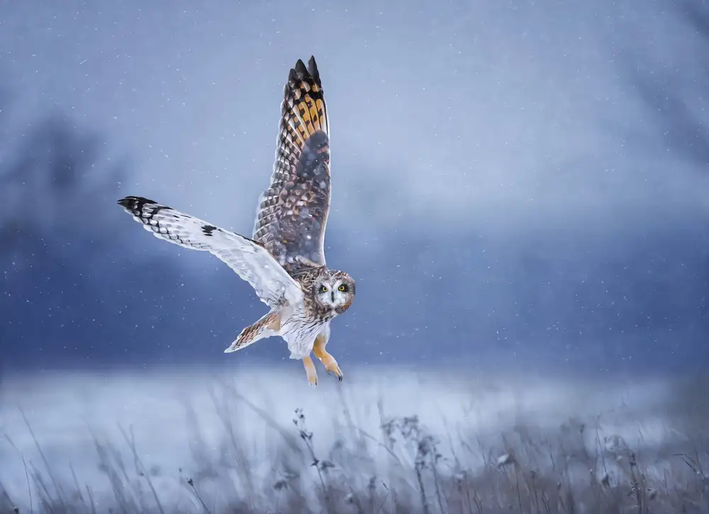 Huang, Tao: Snowing Day