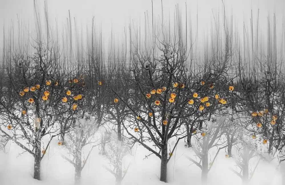 Telhami, Isam: frozen yellow apples