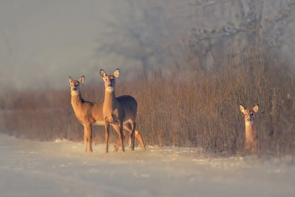 Zhao, Qing: Three Deer