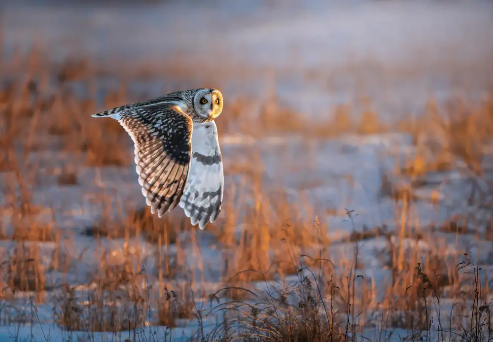 Huang, Tao: Short-eared Owl
