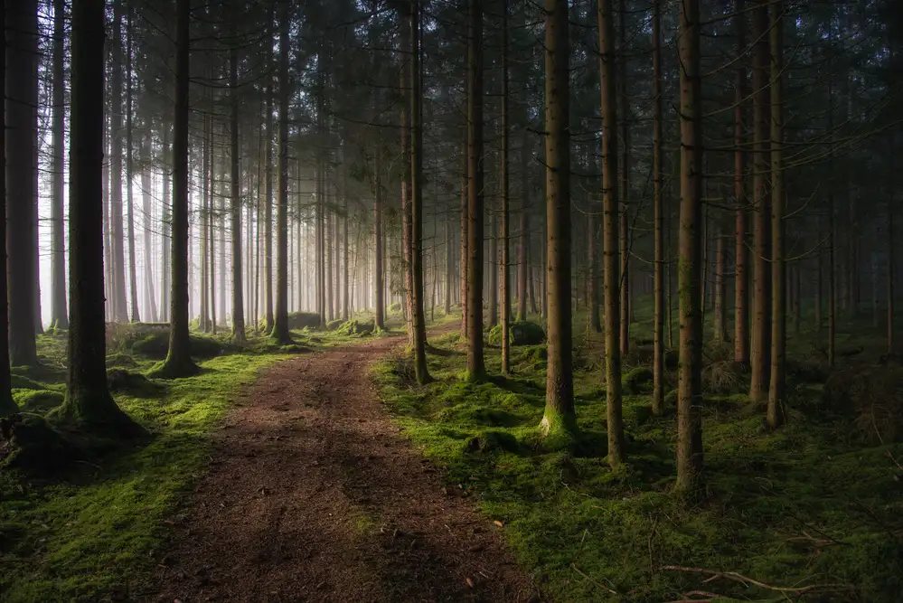 Pettersson, Benny: La foresta