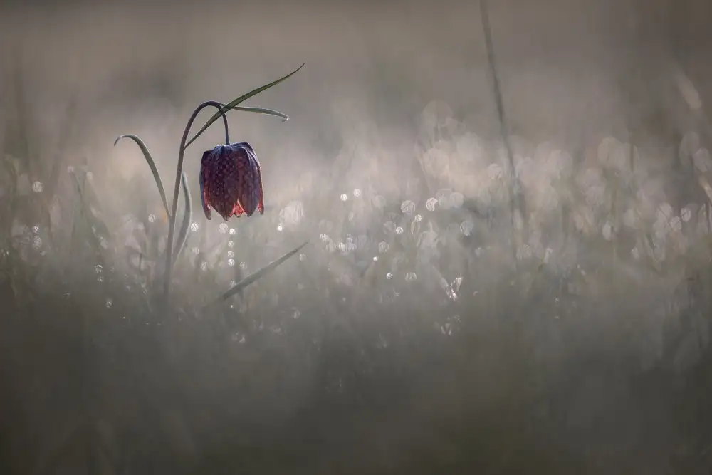 Blomme, Sebastien: Pétillant