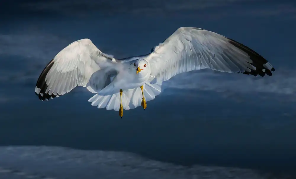 Zeng, Kenneth: Starrende Möwe