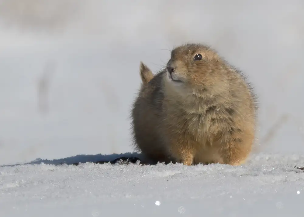 Chen, Ming: A snow day in south