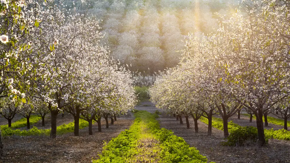 Yakubovitch, Azriel: Almendras Doradas