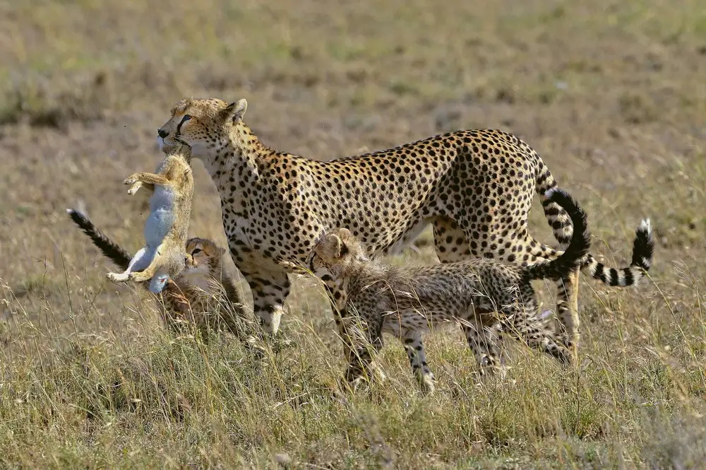 DAmico, Giuseppe: Hunting