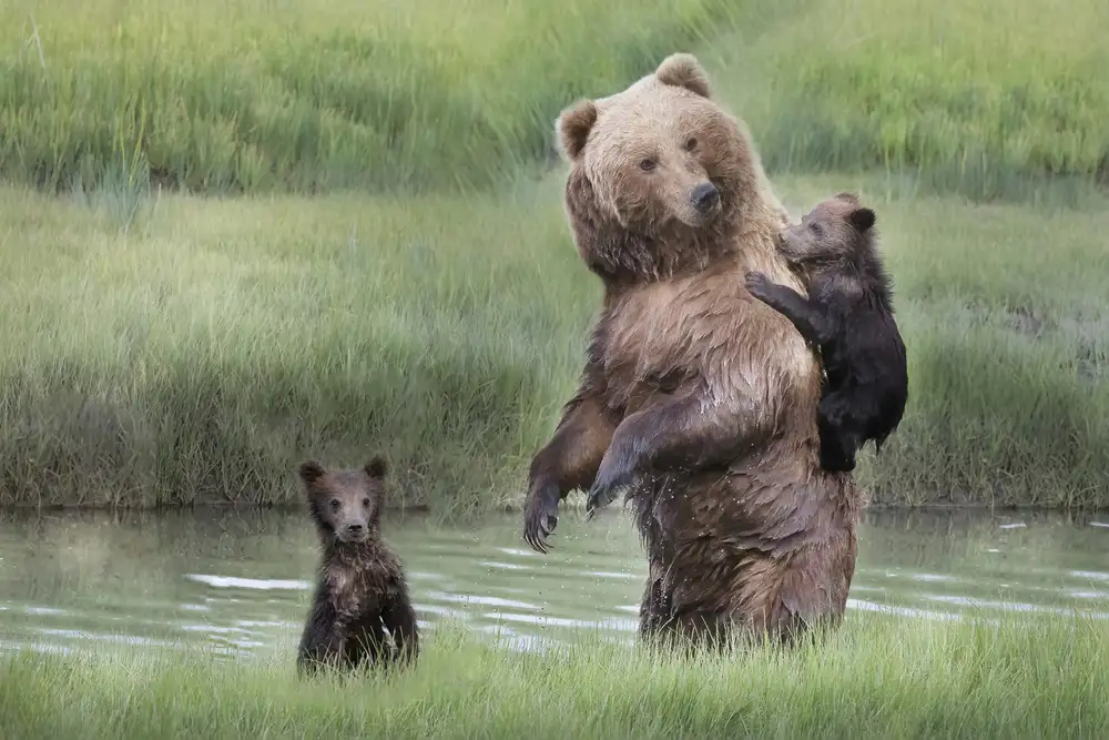 Lester, D Linda: Maman Ourse et ses petits