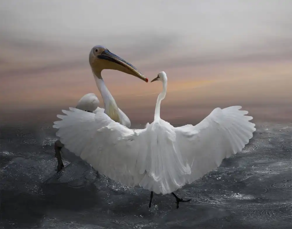 Wisniowska, Krystina: Dance in the Water