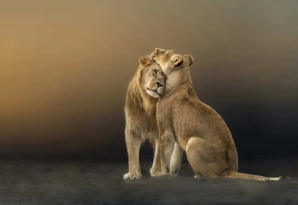 Zvelebil, Marketa: Love is Universal