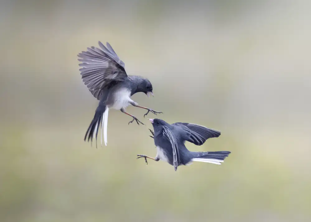 Li, Rob: dancing in the air