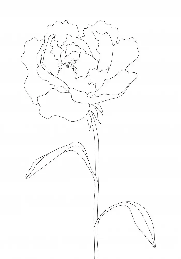 Studio, Pictufy: Linee di peonia
